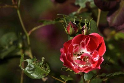 MinoruPark_Flora_0041a.jpg