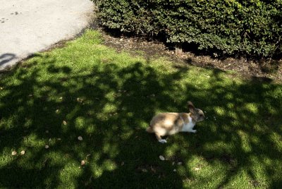 MinoruPark_Fauna_0012a.jpg