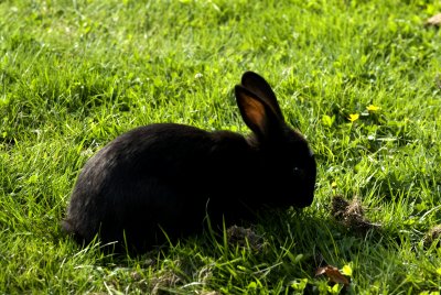 YVR_MinoruPark_Fauna_0071a.jpg