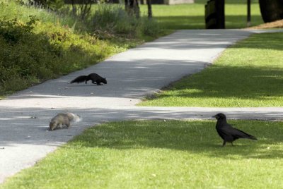 YVR_MinoruPark_Fauna_0079a.jpg