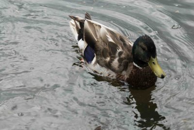 ReifelBirdSanctuary_0032a.jpg