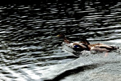 ReifelBirdSanctuary_0048a.jpg