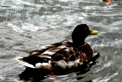 20070615_YVR_ReifelBirdSanctuary_0049a.jpg