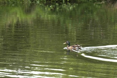 ReifelBirdSanctuary_0050a.jpg