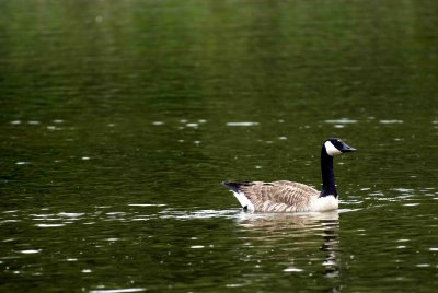 ReifelBirdSanctuary_0055a.jpg