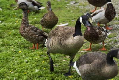 ReifelBirdSanctuary_0058a.jpg