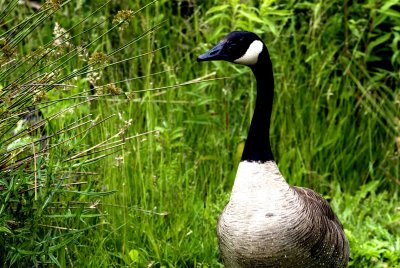 ReifelBirdSanctuary_0059a.jpg