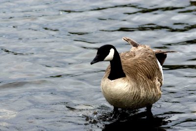ReifelBirdSanctuary_0060a.jpg