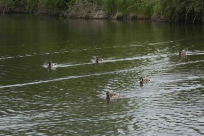ReifelBirdSanctuary_0061a.jpg
