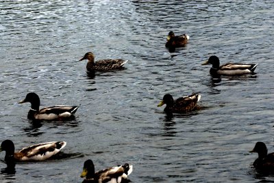 ReifelBirdSanctuary_0064a.jpg