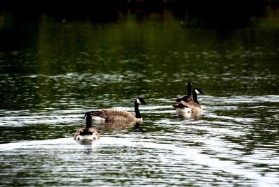 ReifelBirdSanctuary_0080a.jpg