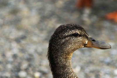 ReifelBirdSanctuary_0081a.jpg