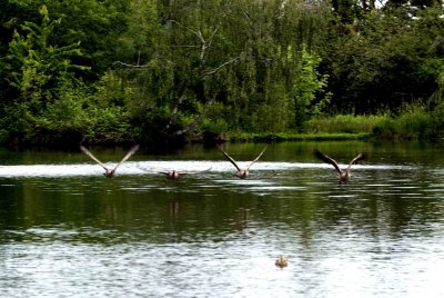 ReifelBirdSanctuary_0086a.jpg