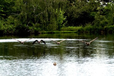 ReifelBirdSanctuary_0087a.jpg