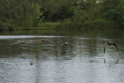 ReifelBirdSanctuary_0088a.jpg