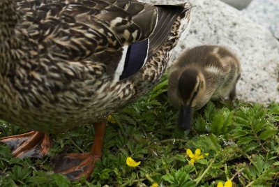 ReifelBirdSanctuary_0093a.jpg