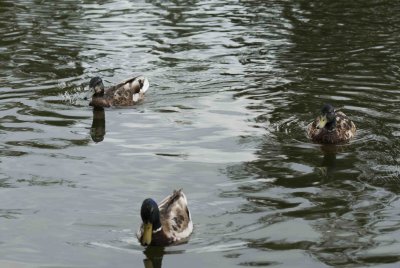 ReifelBirdSanctuary_0094a.jpg