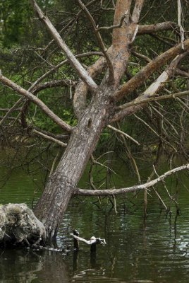 ReifelBirdSanctuary_0095a.jpg
