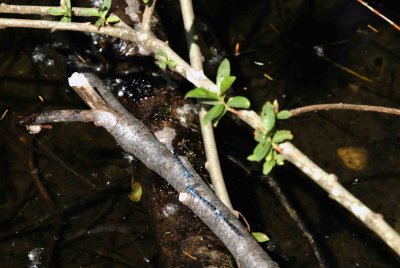 LynnValley_0086a_Dragonfly.jpg