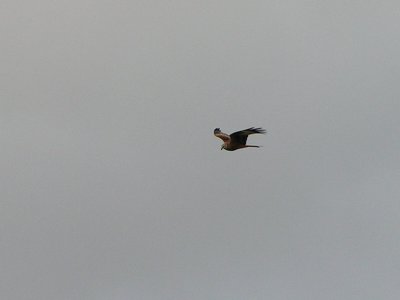 The Red Kite