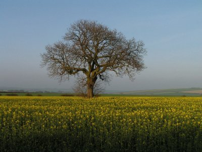 In the Wolds