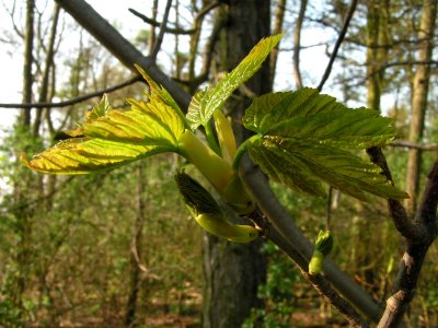 The Woods at Middleton on the Wolds