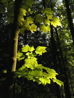 Millington Wood