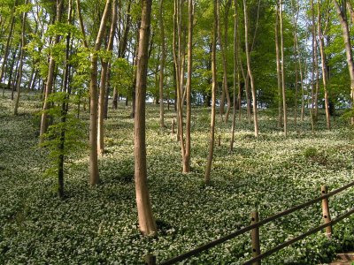 Millington Wood