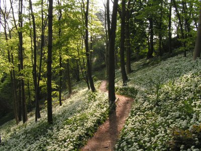 Millington Wood
