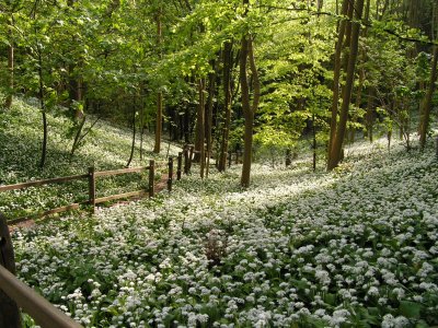 Millington Wood