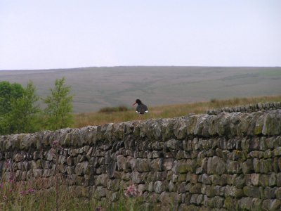 In the Dales