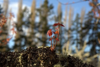 IMG_4115.jpg