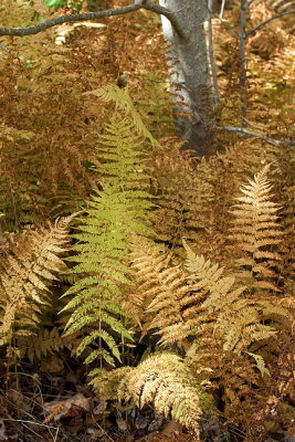 Autumn Ferns and Tree