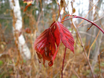Last Red Leaves by Birch