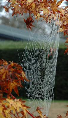 Wet web