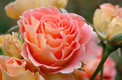Late rose