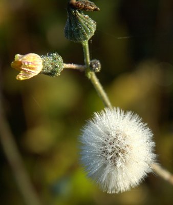 Milk weed