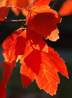 Backlit maple