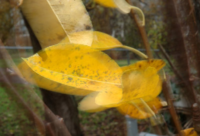 Pear leaves in the wind