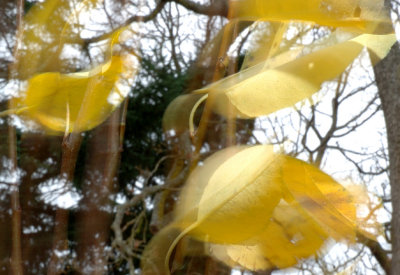 Pear leaves in the wind