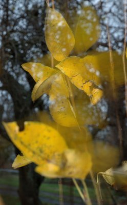Pear leaves in the wind