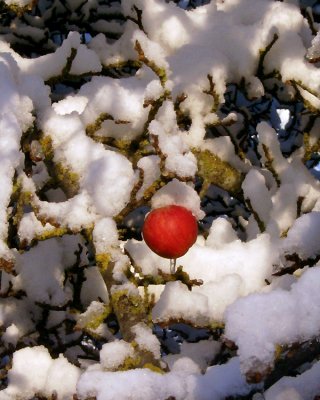Snowy apple
