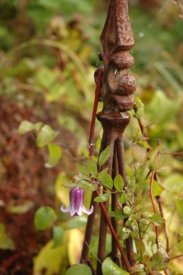 Clematis