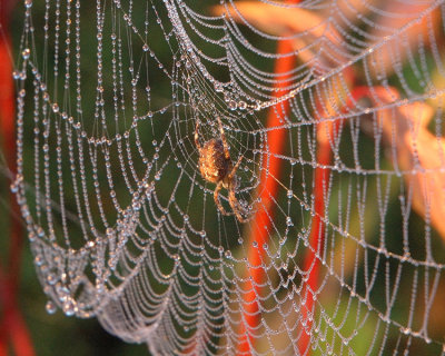 Garden spider