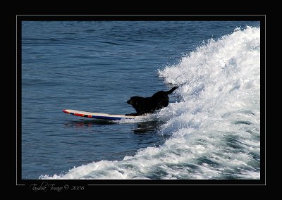 Old Surf Dog