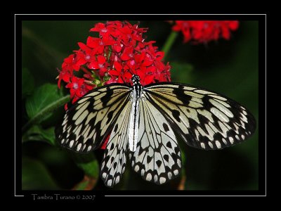 Rice Paper  Butterfly