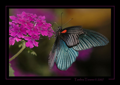 Scarlett Swallowtail