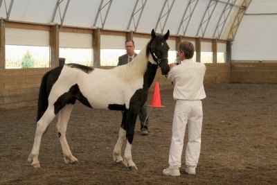 Hendrik's Lil Miss Rodeo-filly