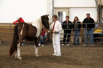 Hendrik's Shadow Dancer- Gelding