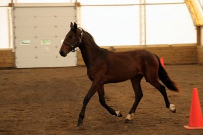 FSH Inspection 07 1yr old